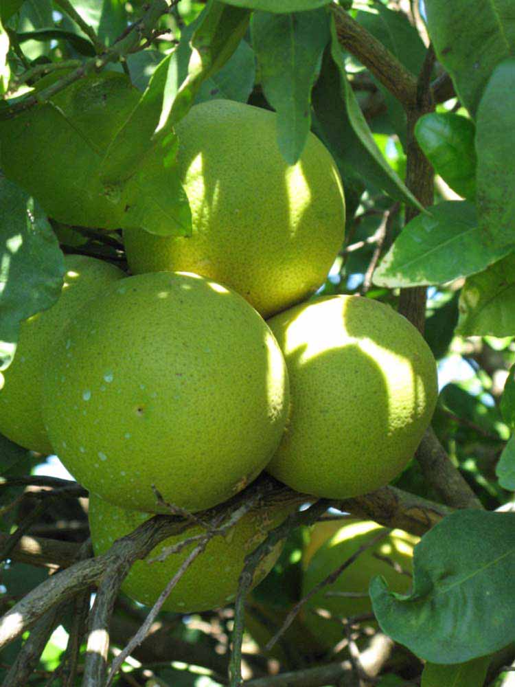            Immature fruit (Winter Haven, FL)   